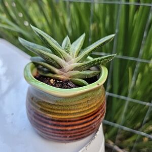 Striped Ceramic Planter with Gasteria Verrucosa
